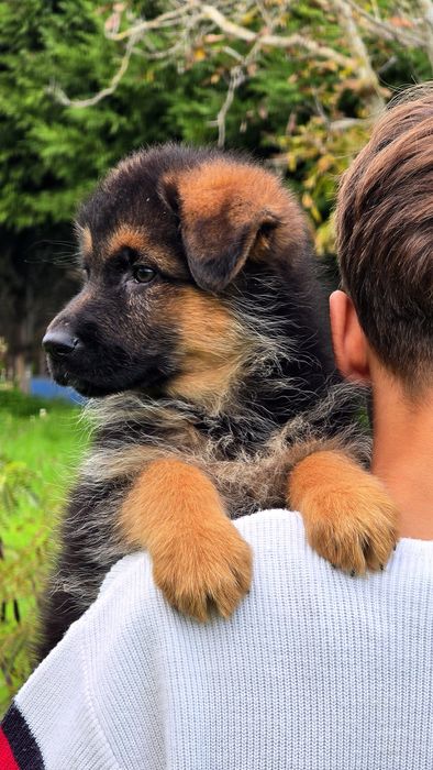 Pastor Alemão  muita qualidade