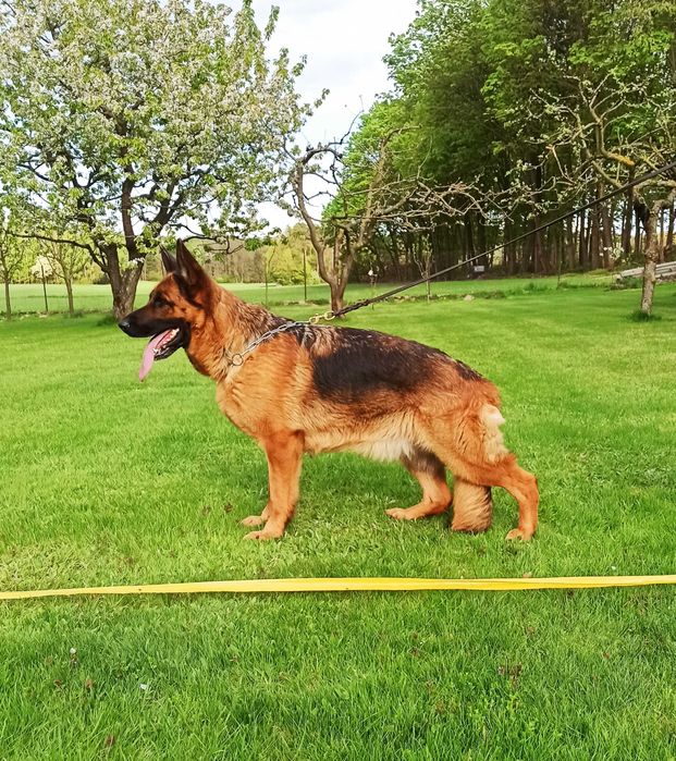 Owczarek Niemiecki szczenięta