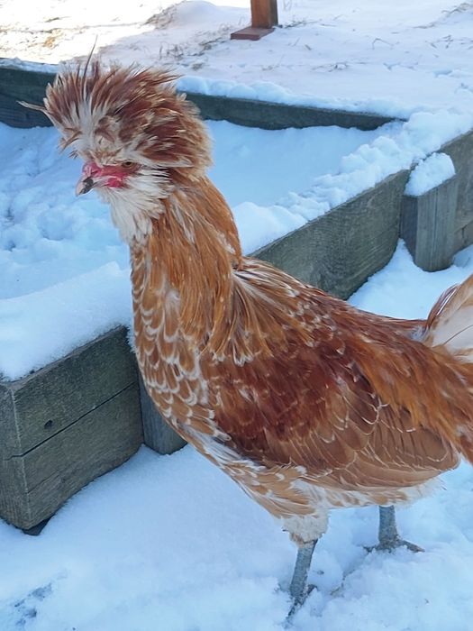 Kogutki czubatka wielbłądzia