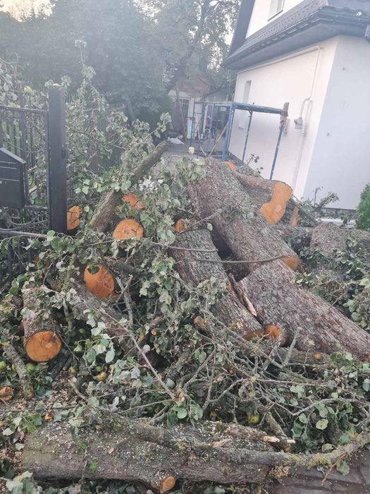 Зрізка зрізання кронування обрізання  дерев