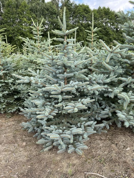 Świerk srebrny transport żywopłot