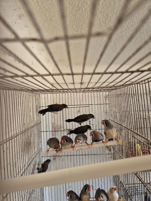 Mandarins gigantes e Bengalins do Japão