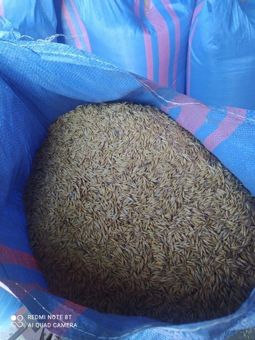 Sprzedam Owies zapraszam