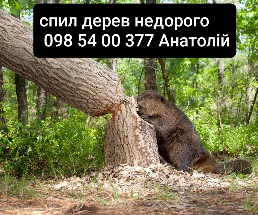 Спил дерев. Якісно.