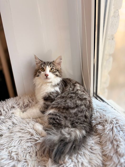 Шикарний молодий котик  шукає родину, безкоштовно