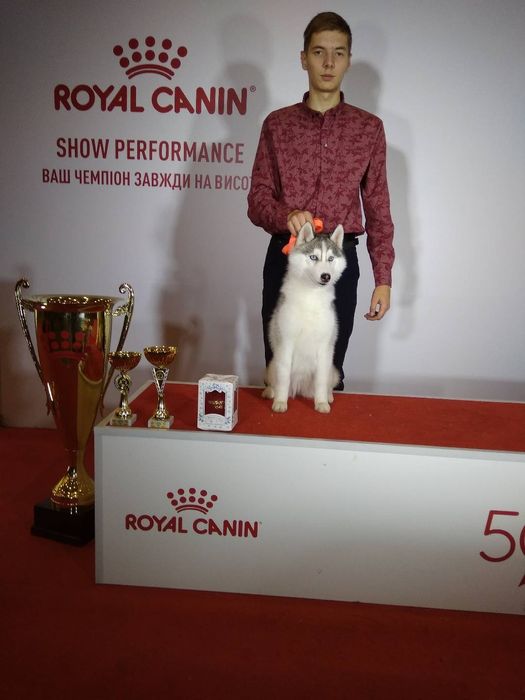 В'язка кобель Сибірської хаскі