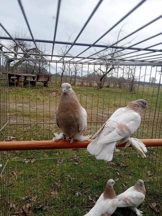 Blauwinder blauwindry gołębie