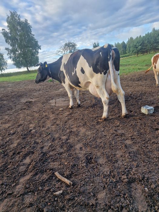 Skup bydla koni cieleta kazda rasa kondycja cale Zachodnio Pomorskie