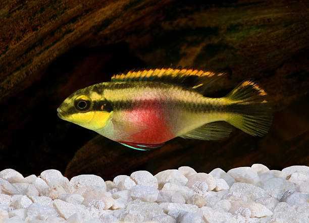 Kribensis varias linhas ciclídeos anões