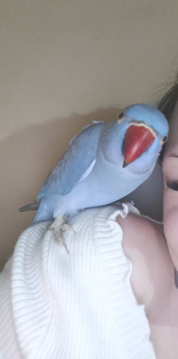 Aleksandrrtta Obrożna Fiolet