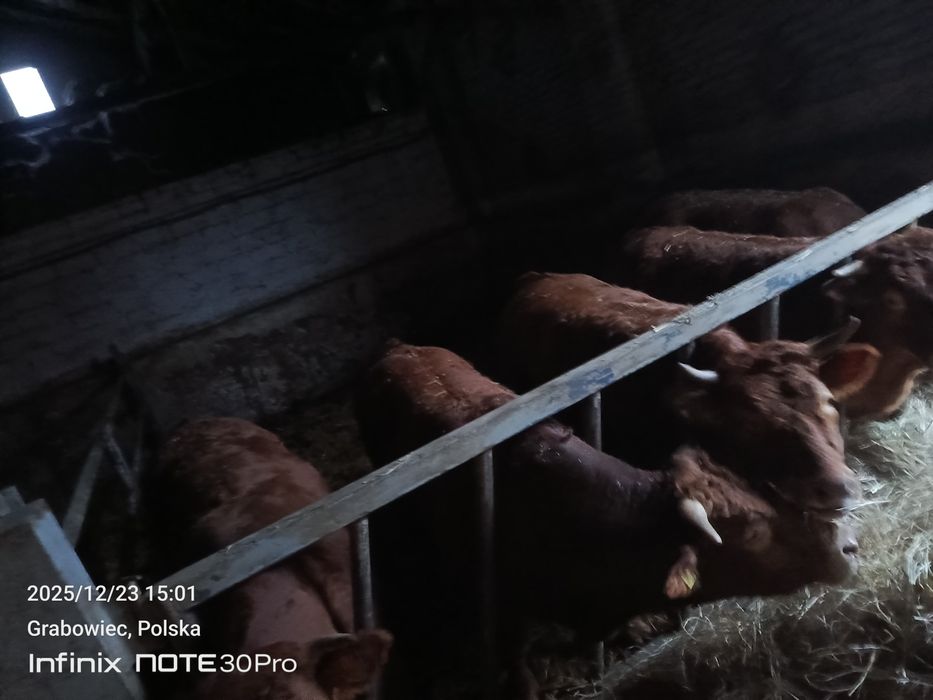 Sprzedam jałówki cielne 4 sztuki