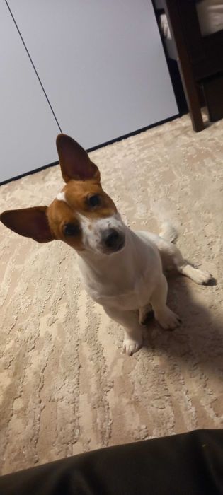 ВЯЗКА Джек Рассел терьер ( мини)