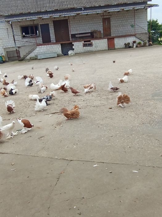 Pawiki pawiki indyjskie garłacze.