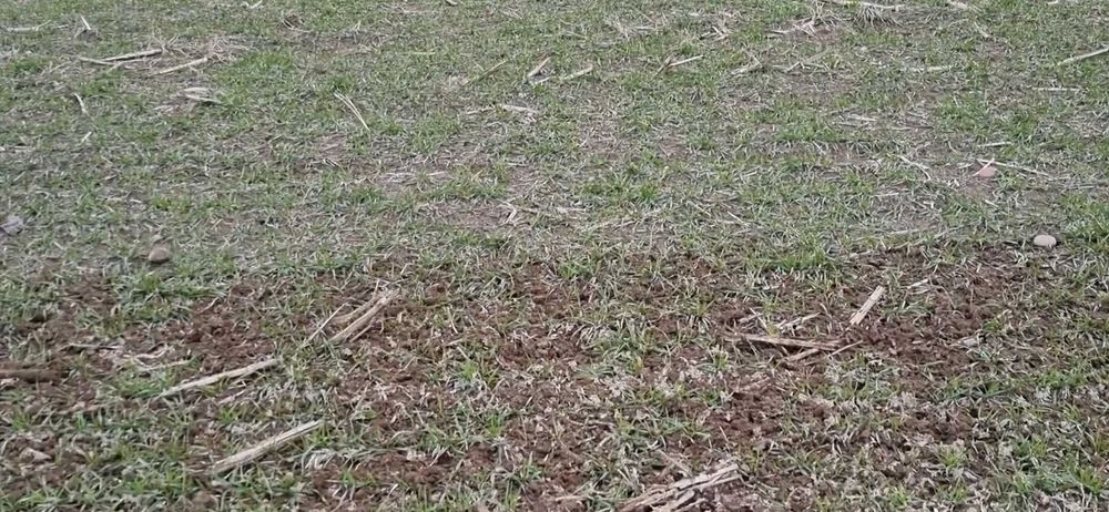 Brona rotacyjna 8 m – regeneracja zbóż i rzepaku po ciężkiej zimie