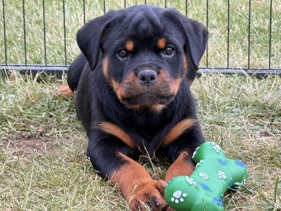 Rottweiler - piękny szczeniak - suka (samica)