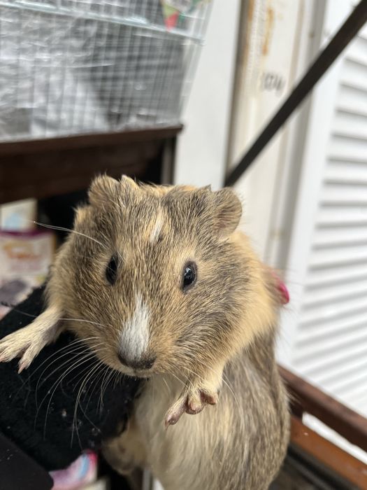 Морські свинки різного віку