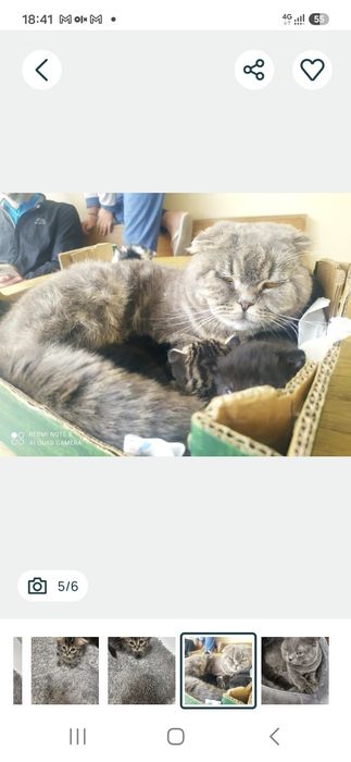 Scottish fold macho