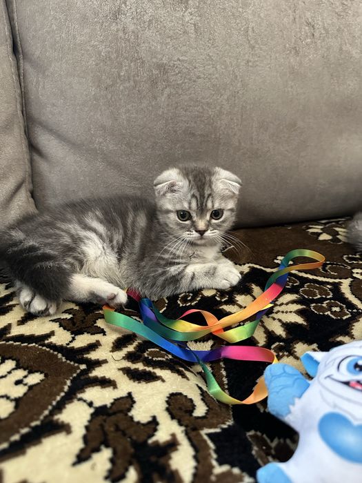 Шотландские вислоухие котята .