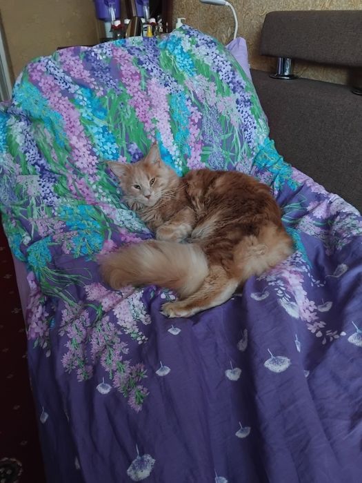 Віддам в добрі руки Мейкуна