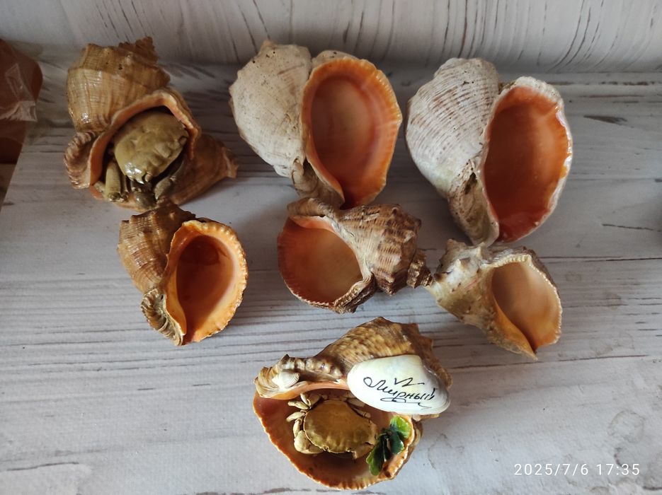 Морские ракушки 7 штук