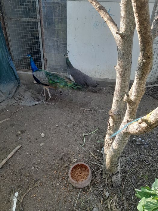 Vendem se pavōes, valor a partir de 40 euros cada ate 100 euros