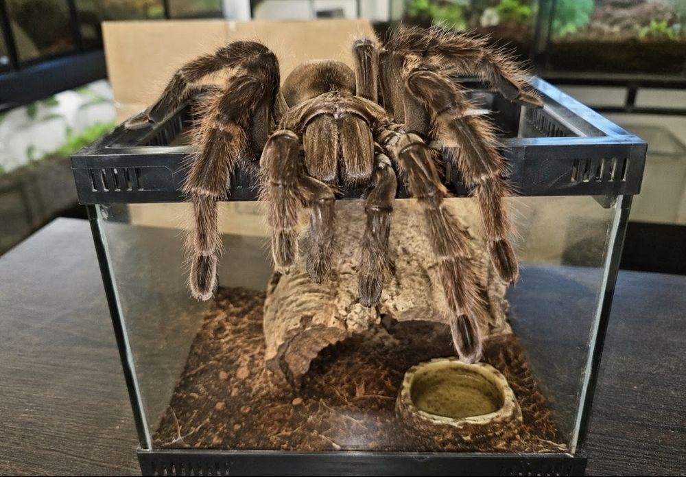Theraphosa blondi Ptasznik Goliat Ogromna 3 letnia samica 10 DC
