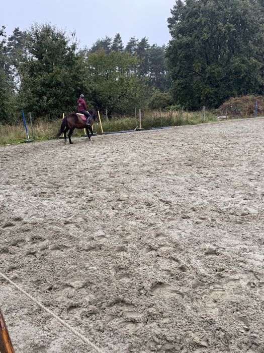 Boks angielski dla konia