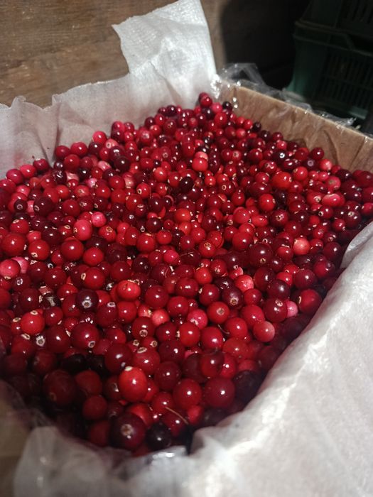 Продам журавлину(клюкву)
