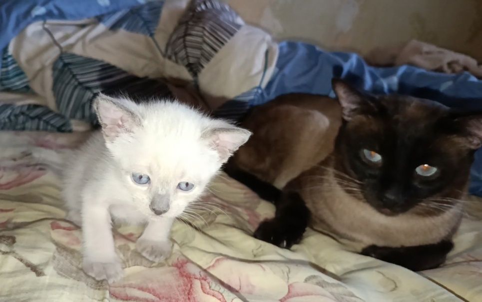 Сиамские (Тайские) котята