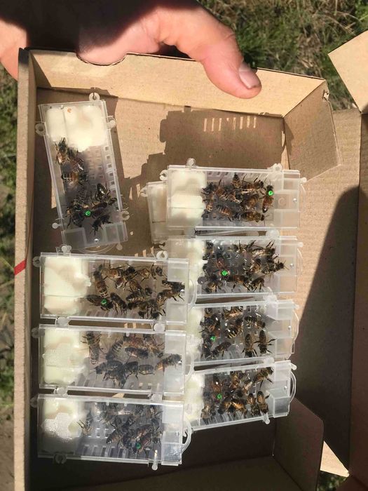 Матки    БАКФАСТ