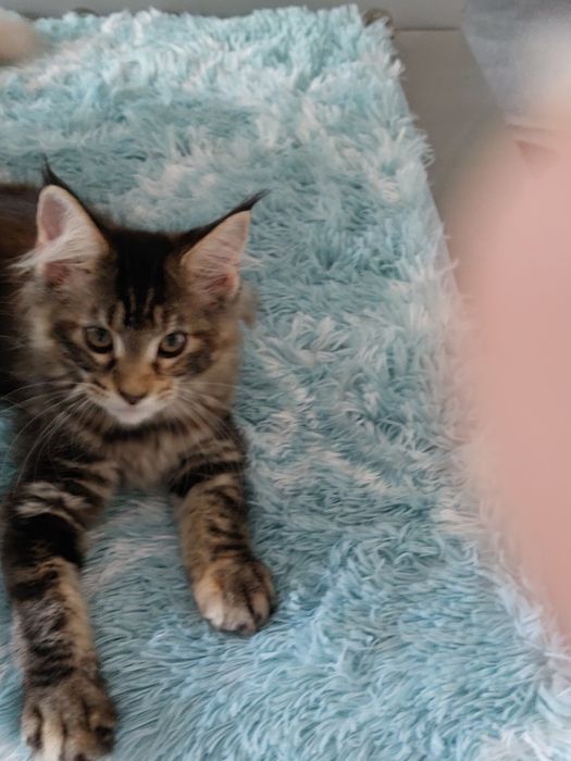 Xylia  koteczka MCO FPL/FIFE