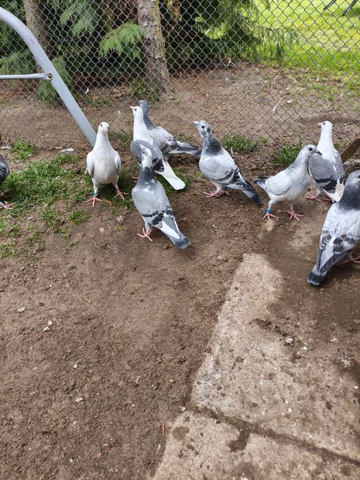 Gołębie pocztowe młode