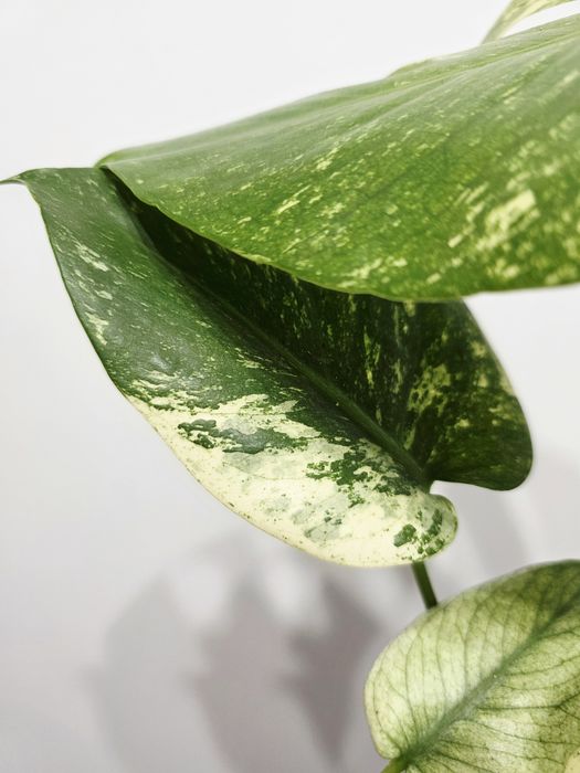 Monstera Deliciosa Mint