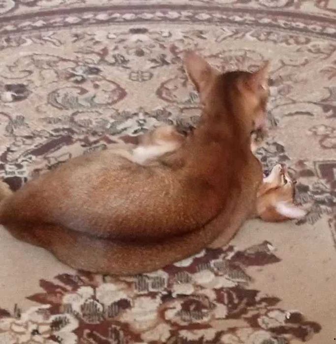 Абиссинские котята. Кот в диком окрасе