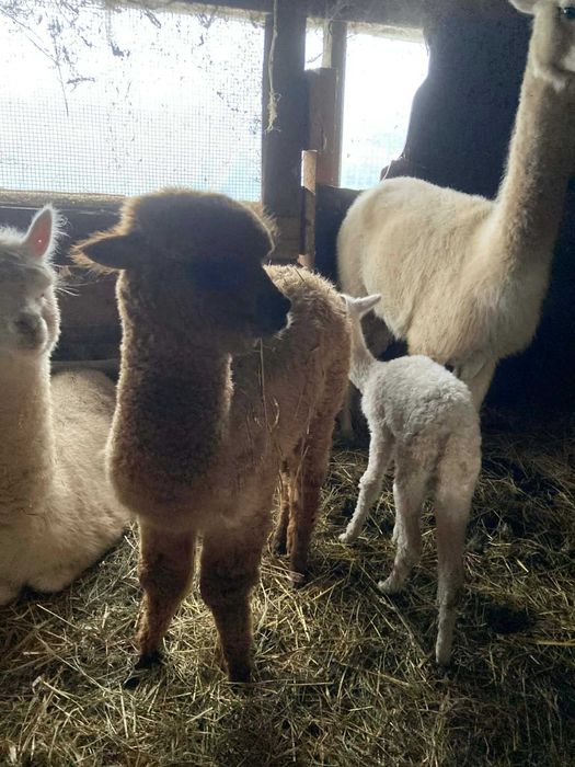 Alpaka, rudy samiec ok 6 miesięcy, sprzedam lub zamienię na samicę