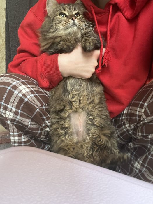 пухнаста маленька кішечка таббі кіт кішка киця стерилізована вік 1 рік