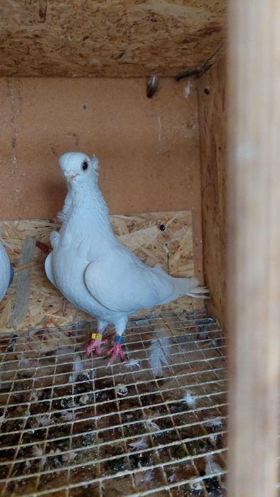 Mewka polska  biała i niebieska