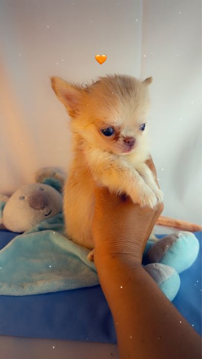 chihuahua macho creme pelo comprido