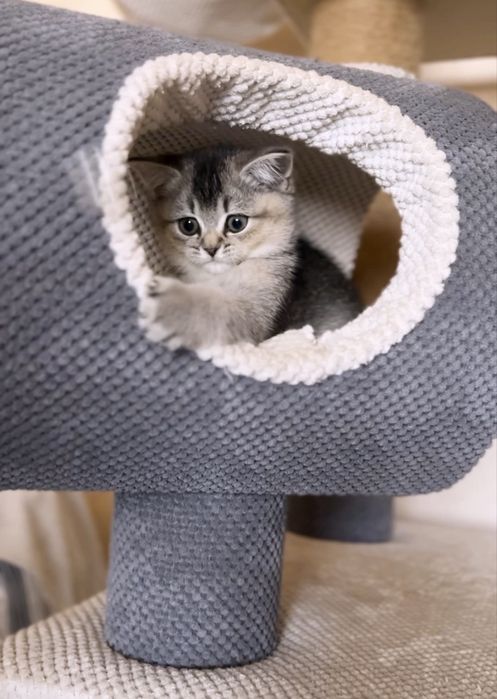 Щокастий , плюшевий  котик