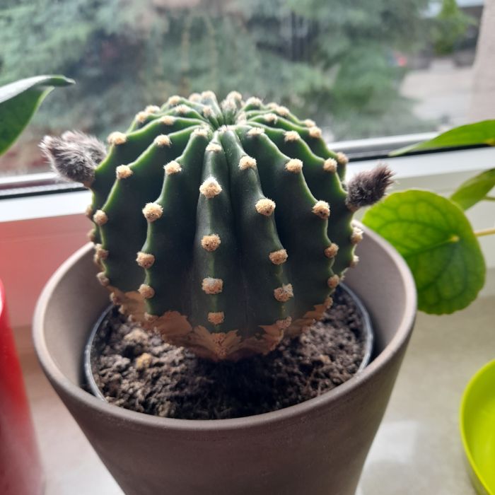 Kaktus kwitnący, duże kwiaty