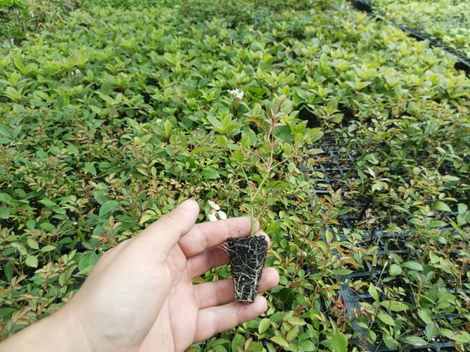 Бересклет, Хакуро нішікі, Форзиція, Лапчатка, Дейція, Роза, Туя