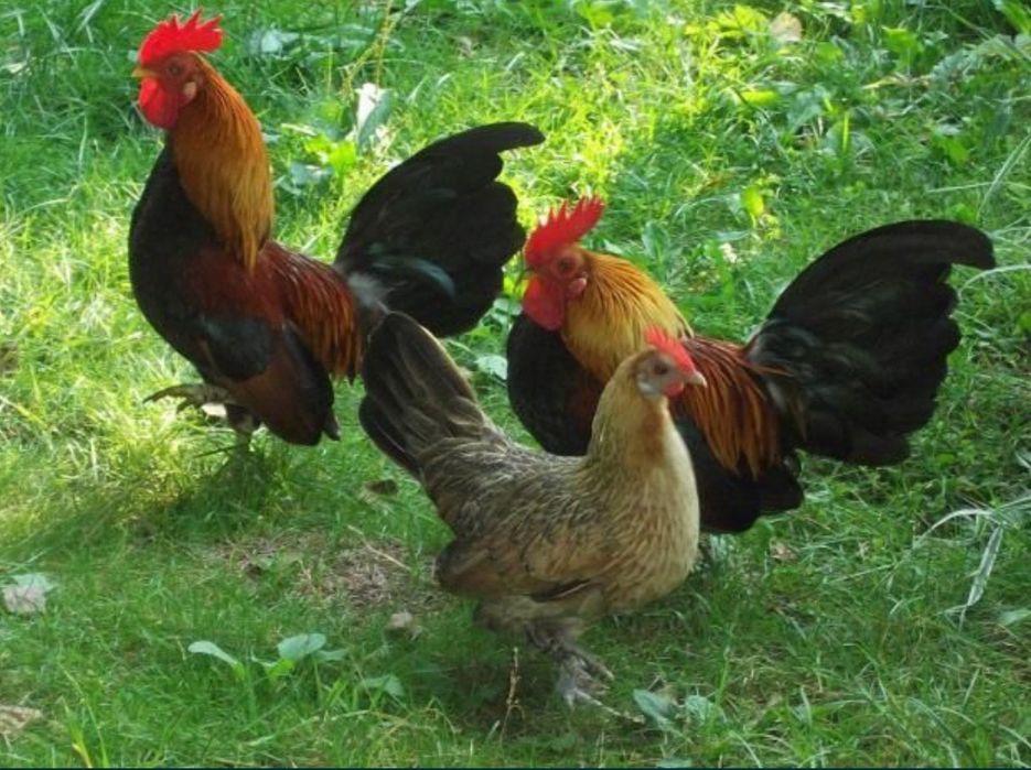 Кури лілітути (бентамки) дуже гарн різні і є курчата
