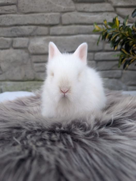 Karzełek Teddy, metryka