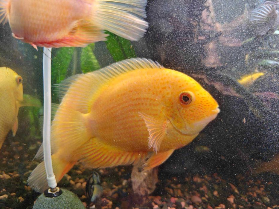 Продам аквариумных рыб