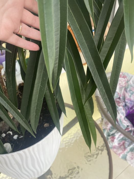 Фікус бінендейка, вазонок з горщиком 80 см