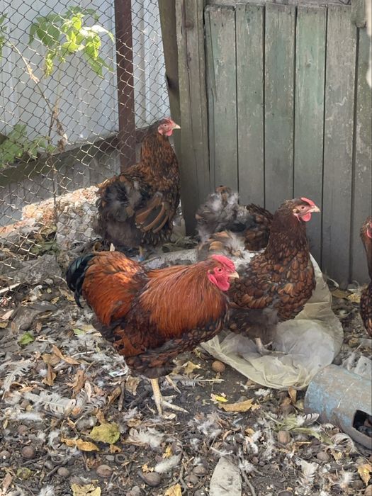 Віандот темне золото інкубаційне яйце/ курчата