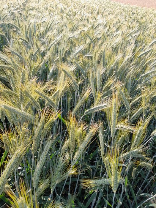 Pszenżyto ozime  .