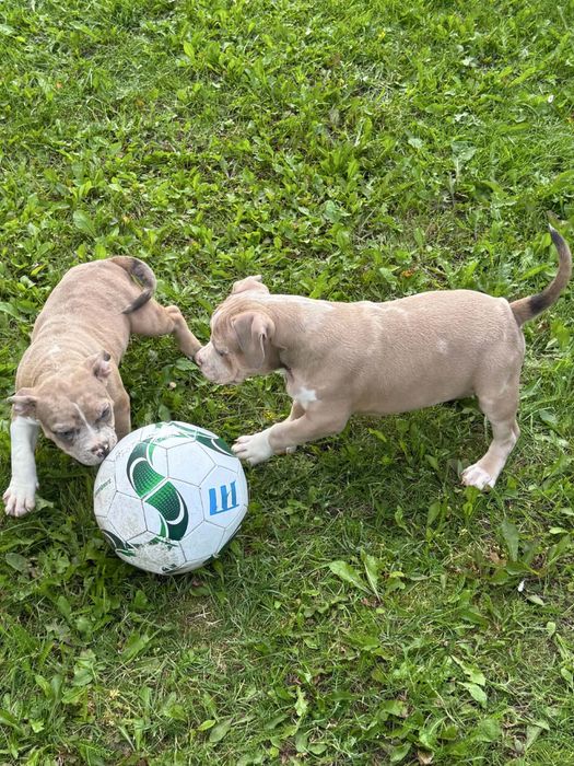 American bully piesek
