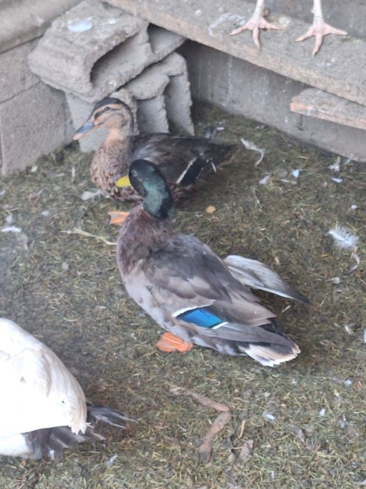 Casal de patos novos