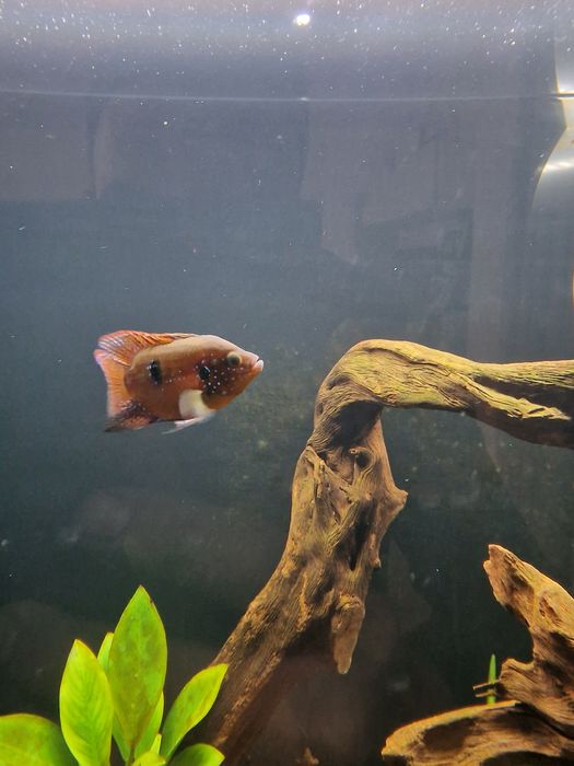 Dois Peixe joia soudaveis